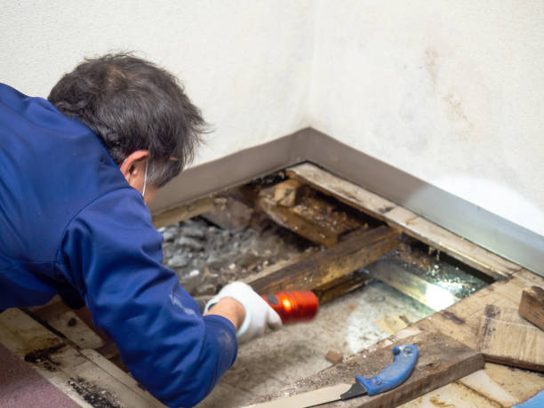 Best Post-Remediation Services in Elkins, WV