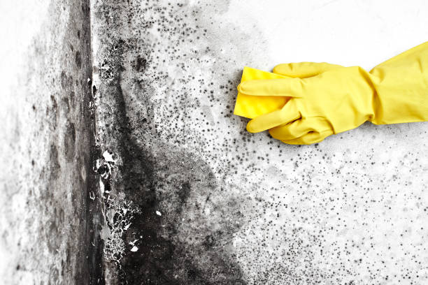 Trusted Elkins, WV Mold Remediation Experts