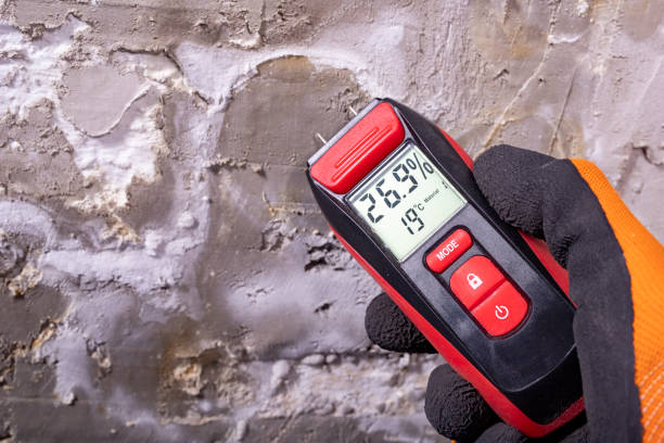 Reliable Elkins, WV Mold Remediation Solutions