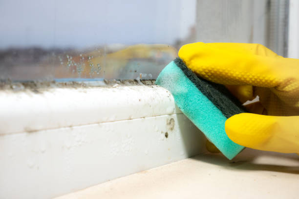 Best Residential Mold Remediation in Elkins, WV