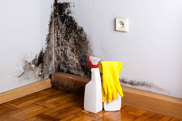 Best Attic Mold Remediation in Elkins, WV